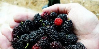 Singura livada din România unde cresc fructele care se vând cu 150 lei/kg este în judeţul Buzău