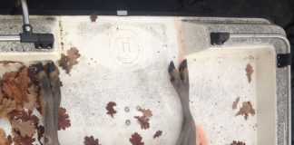 Imagine înfiorătoare în Parcul Crâng. Moarte sfâşietoare a unei căprioare