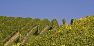 Culturile de viţă de vie din Buzău, în atenţia Ministerului Agriculturii