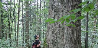 Pădurile din Buzău, propuse să facă parte din catalogul național al pădurilor virgine