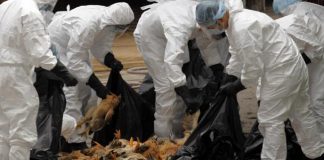 Alertă: Produse din fermele de păsări din Ungaria, aflate în focar de gripă aviară, au ajuns în România