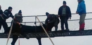 Misiune de salvarea a unui cal, finalizată cu succes de pompierii buzoieni