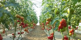 Producătorii buzoieni, cei mai interesați de sprijinul guvernamental pentru tomate în sere și solarii