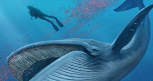 „Balena Albastră” – Ministrul de Interne, Carmen Dan, anunță acțiuni de prevenire și informare în școli