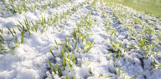 Sute de hectare cultivate cu porumb, compromise în judeţul Buzău de vremea rea