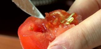 Descoperire uluitoare într-o roşie. Un buzoian a rămas mut de uimire