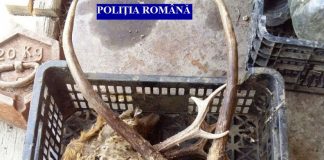 Captură impresionantă a polițiștilor: peste 160 de kg carne de vânat, 12 trofee şi 8 arme de vânătoare