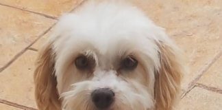 Cățelușă pierdută în zona Dorobanți! Cine o găsește, primește recompensă