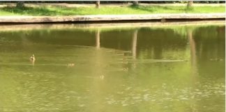 Apariție inedită pe heleșteul din Parcul Crâng