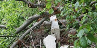 Statuie din Tabăra de sculptură de la Măgura, distrusă de un copac