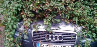 Mașină avariată de un copac rupt de vijelie