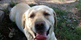 Labrador pierdut în zona Rondului. Proprietarii oferă recompensă!