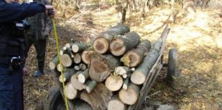Amenda usturătoare pentru un buzoian care transporta lemn fără documente legale