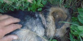 Aproape 4000 de semnături pentru pedepsirea unui buzoian care a aruncat din masina o catelusa ranita grav