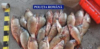 Rețineri ai membrilor grupării infracţionale care aducea peşte stricat
