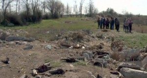 Zeci de leşuri de animale găsite pe câmp, la Poșta Câlnău