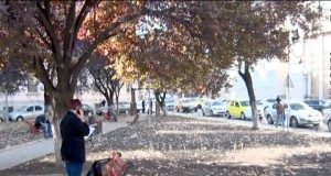 Sute de mii de bulbi de lalele, plantați în municipiul Buzău