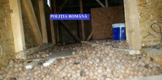 Tineri reținuți de poliție după ce au furat tone de nuci și lemne