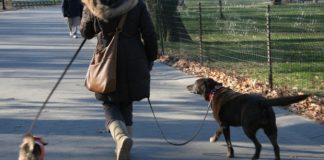 Poliţiştii locali, cu ochii pe proprietarii de câini