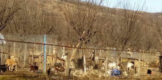 Descinderi ale autorităților la cele două familii din Pârscov și Cernătești, care dețin zeci de câini