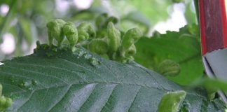 Ulmii din Pădurea Crâng, afectaţi de o ciupercă. Direcţia Silvică a fost nevoită să taie o parte din aceştia