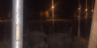 Panica in parcul Crang. Porcii mistreti au navalit la locul de joaca