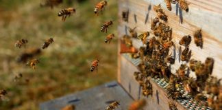 Doi bărbați au decedat după ce au fost atacați de albine