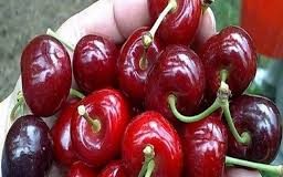 Mai rău decât în perioada comunistă! Dosar penal pentru 6 kilograme de cireşe