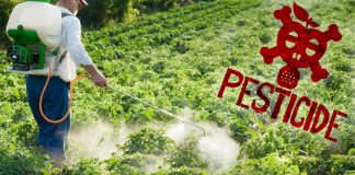 Cantitate record de pesticide confiscată de polițiști. Au fost percheziţii şi la Buzău