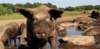 Specialiștii avertizează! Omul este cel mai important vector de transmitere a virusului de pestă porcină africană