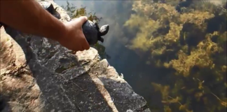 Țestoasele din vechea fântână de la Gară au fost salvate de comisarii de Mediu