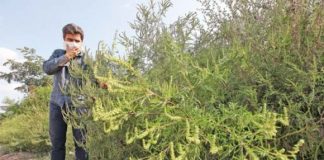 Ambrozia, planta care da batai de cap medicilor alergologi. Ce spun specialistii buzoieni