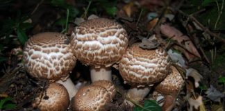 Atenție la consumul de ciuperci! Pericolele la care se expun cei care le culeg din păduri
