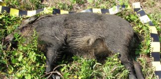 Pesta porcină africană, confirmată la un mistreț