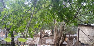 Lacunele legislative distrug viata localnicilor din Cernatesti