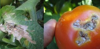 „Tuta absoluta”, nu este o glumă, atenționează secretarul de stat în Ministerul Agriculturii. Este prezent la Buzău