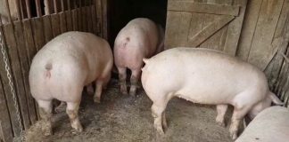 S-a închis al treilea focar de pestă porcină africană, din județul Buzău