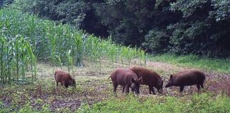 În lupta cu pesta porcină africană, se trece împuşcarea porcilor mistreţi