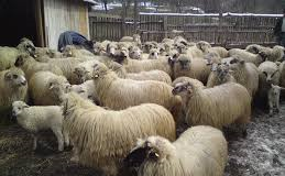 Termen limită pentru depunerea documentelor pentru sprijin în sectorul zootehnic