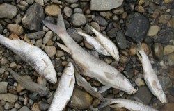 Care este cauza care a condus la moartea peștilor din Sărata!
