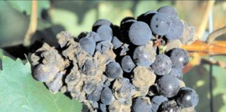 Viile din Buzău, afectate de o boală periculoasă