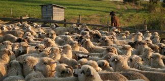 Autoritățile, în alertă. ANSVSA ia măsuri de prevenire a apariției pestei micilor rumegătoare