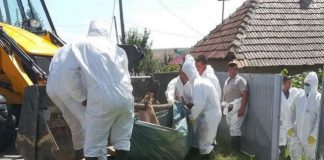 Prefectura anunta: suspiciunea de Pesta Porcina Africana de la Puiesti se confirma