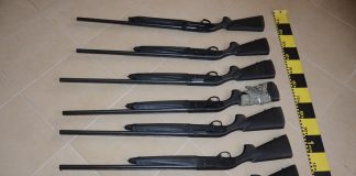 Vânători libanezi, prinși cu zeci de păsări împușcate în mașină, în județul Buzău