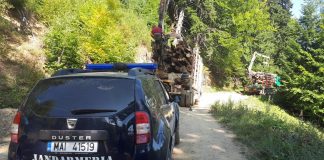 Unde se duc pădurile noastre? Două camioane de lemne, confiscate de jandarmi