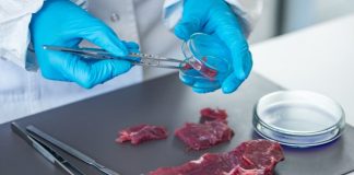 În continuare, cinci focare de pestă porcină în județul Buzău