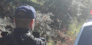 Misiune dificila a jandarmilor buzoieni. Au eliberat un urs dintr-un gard