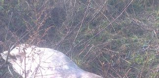 Recompense pentru persoanele care găsesc porci morți și anunță DSV-ul