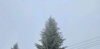 Bradul din Piata Dacia a crescut 36 de ani in municipiul Buzau. Vezi aici cine l-a donat