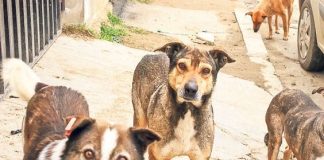 Maidanezi îngrijiți de elevii și profesorii unui liceu buzoian